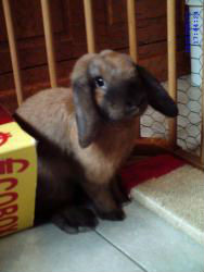 Noisette, née le 3 mars 2010, lapin bélier nain de Thuringue