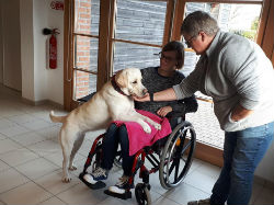 Education chiens médiateurs